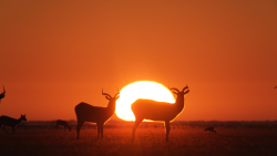 A herd of black lechwe grazing at sunrise in the Bangweulu Swamps in northern Zambia.