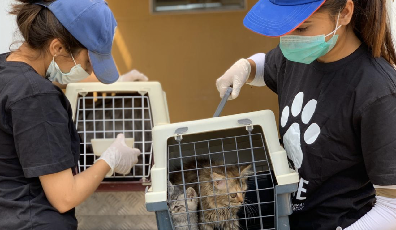 Workers from the Ayesha Chundrigar Foundation help cats in Karachi.