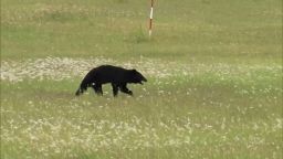 bear 16x9.jpg