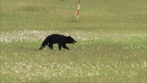 bear 16x9.jpg