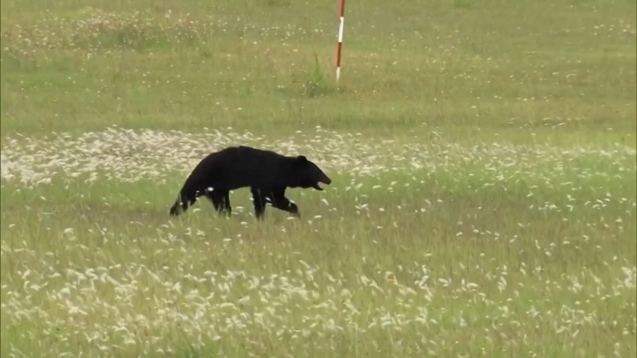 bear 16x9.jpg
