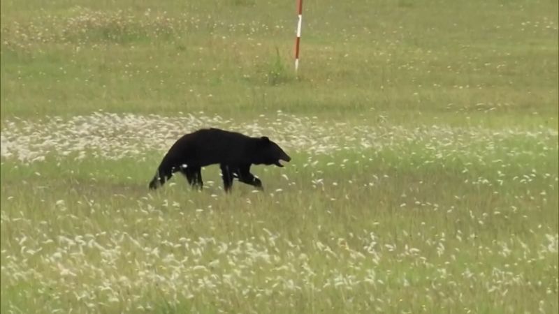 https://media.cnn.com/api/v1/images/stellar/prod/bear-16x9.jpg?c=16x9&q=w_800,c_fill