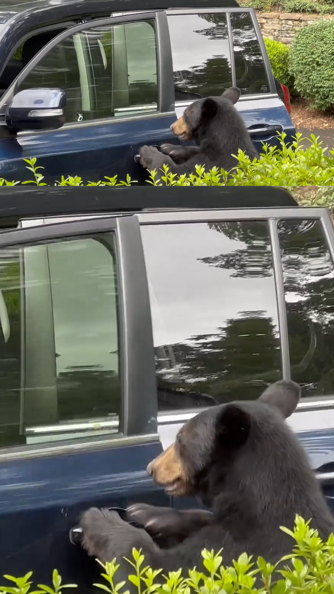 Bear Car Door THUMB CLEAN VRTC.png