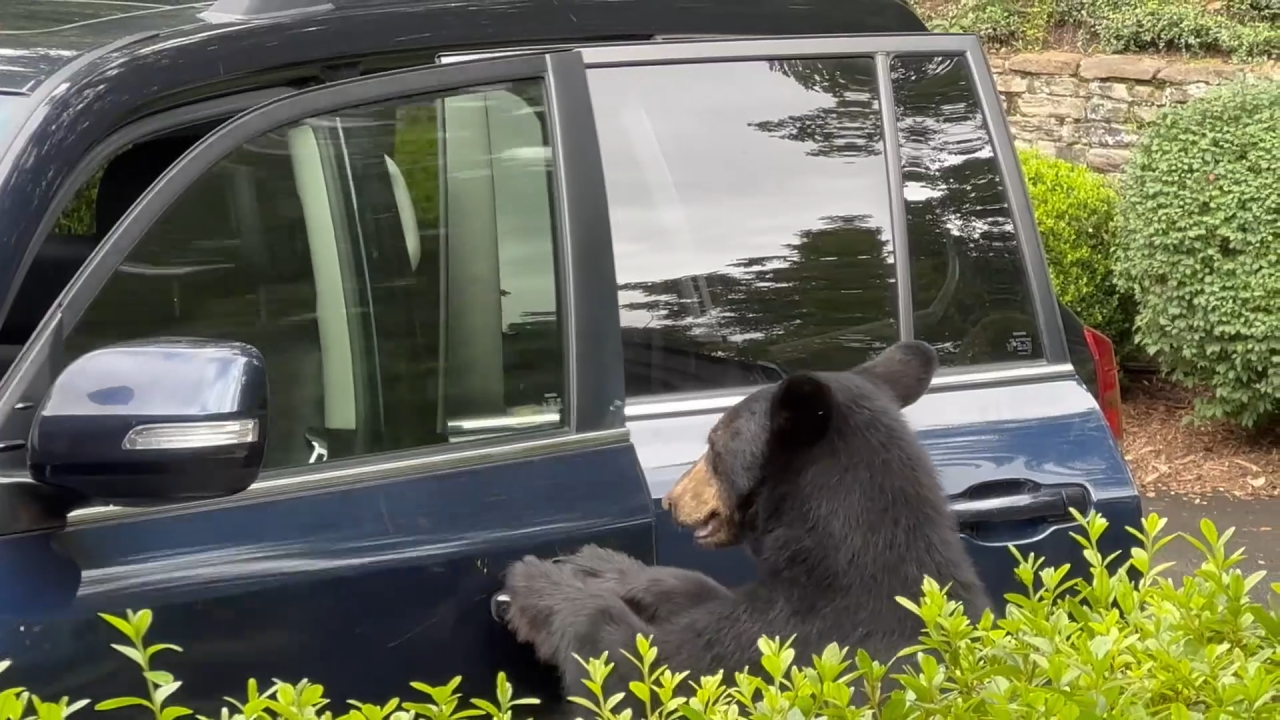 Bear Car Door THUMB WIDE.png