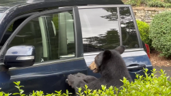 Bear Car Door THUMB WIDE.png