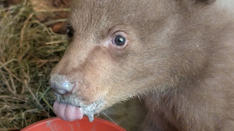 The San Diego Humane Society took in a 2-month-old black bear cub after it was discovered alone in Los Padres National Forest. Caretakers at the wildlife center are dressing in bear costumes to prevent the bear from bonding with humans so it can ultimately be returned to the wild.