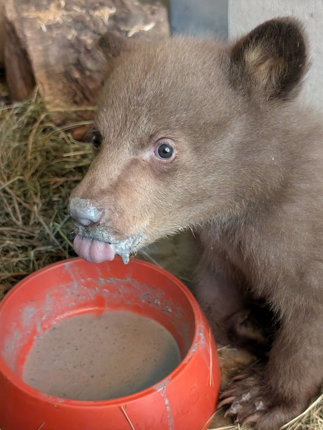 The humane society mashes fruit and other solid food with baby foods to help the bear cub gain strength. The staff have not named the cub as part of protocol to avoid getting too attached.