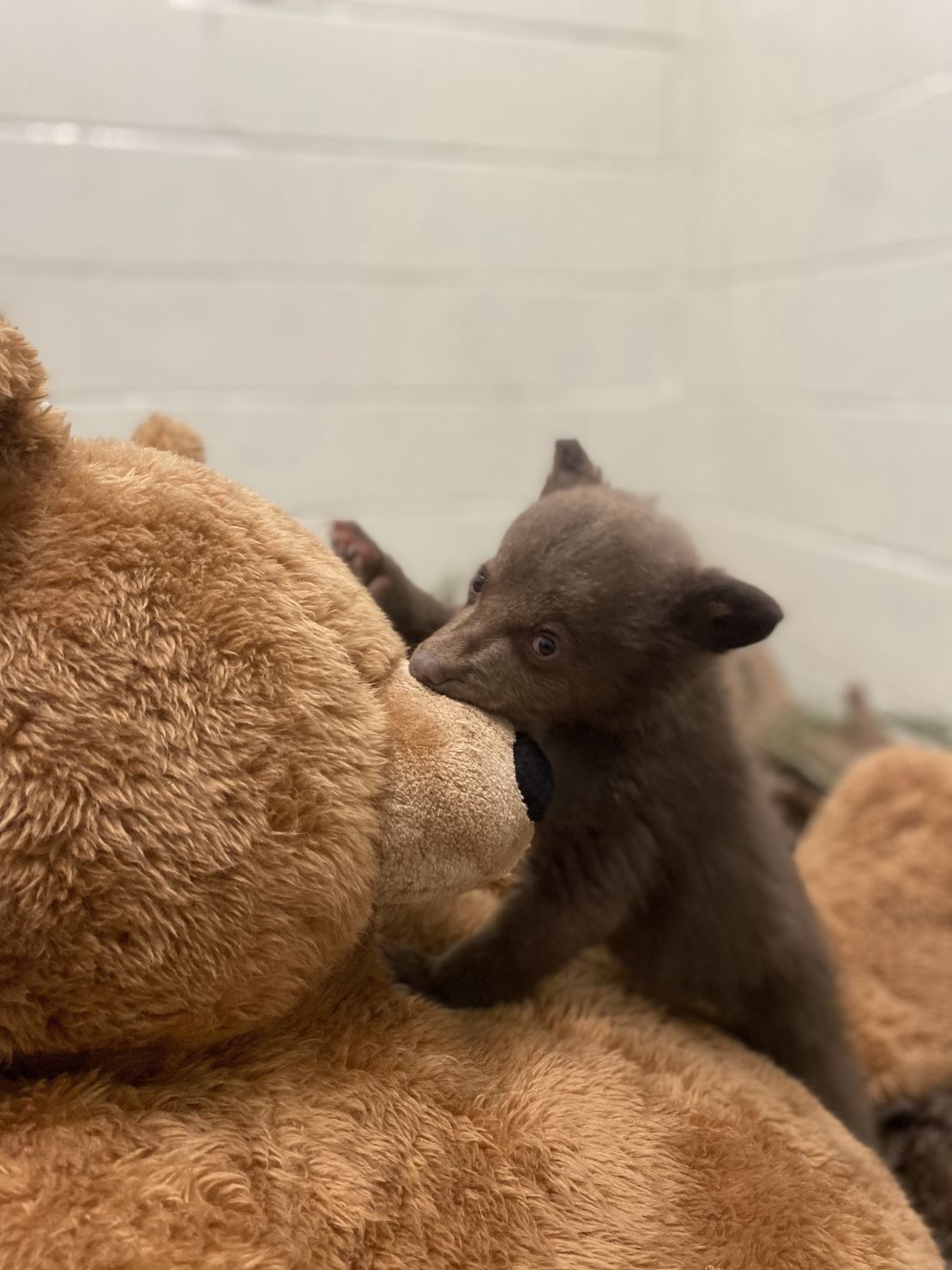 Welch said stuffed bears have been a source of comfort for the cub.