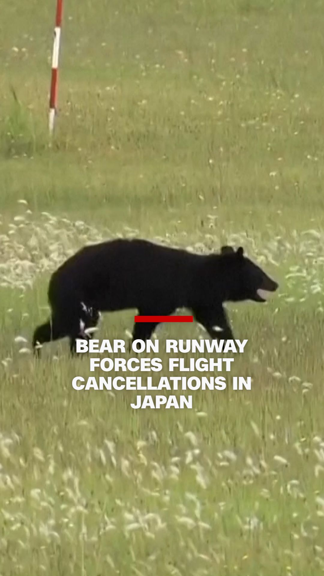 bear vrtc.jpg