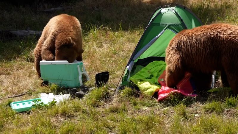 Is your picnic bear proof? Video shows how fast bears can destroy a campsite