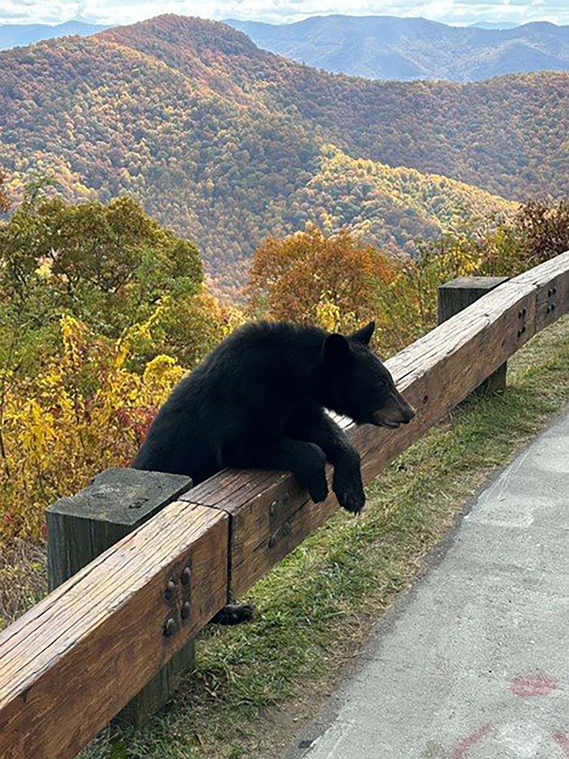 Motorcyclist Jeff Guffey took this photo of a black bear at an overlook along the parkway last week.