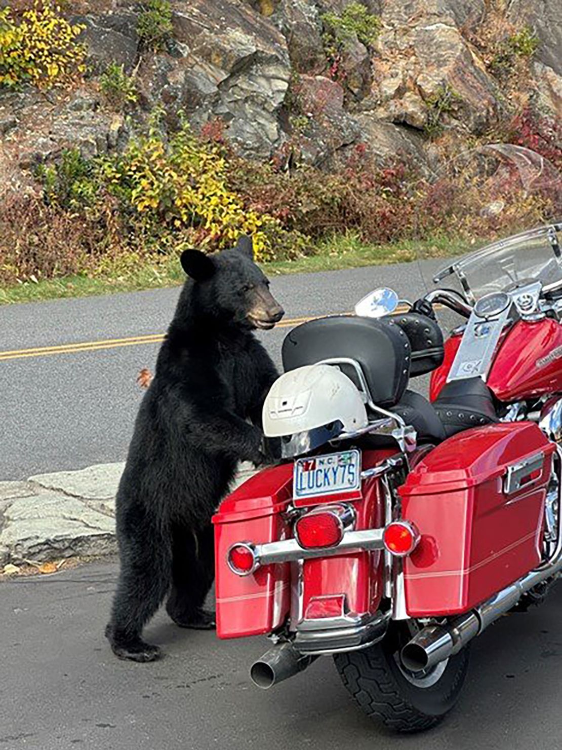 A young black bear took a few bites out of Jeff Guffey's motorcycle seat several days before a section of the parkway was closed.
