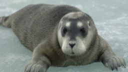 A bearded seal pup