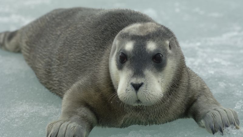 https://media.cnn.com/api/v1/images/stellar/prod/bearded-seal-pup-erignathus-barbatus-credit-kit-kovacs.jpg?c=16x9&q=w_800,c_fill