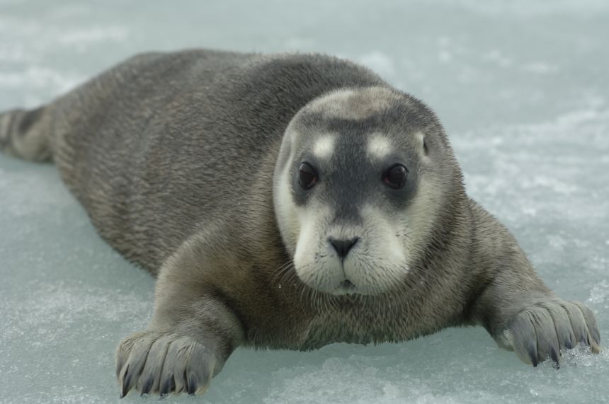 IUCN Red List: Arctic seals on brink of extinction, global birds deArctic  seals face extinction and birds in decline globally. | CNN