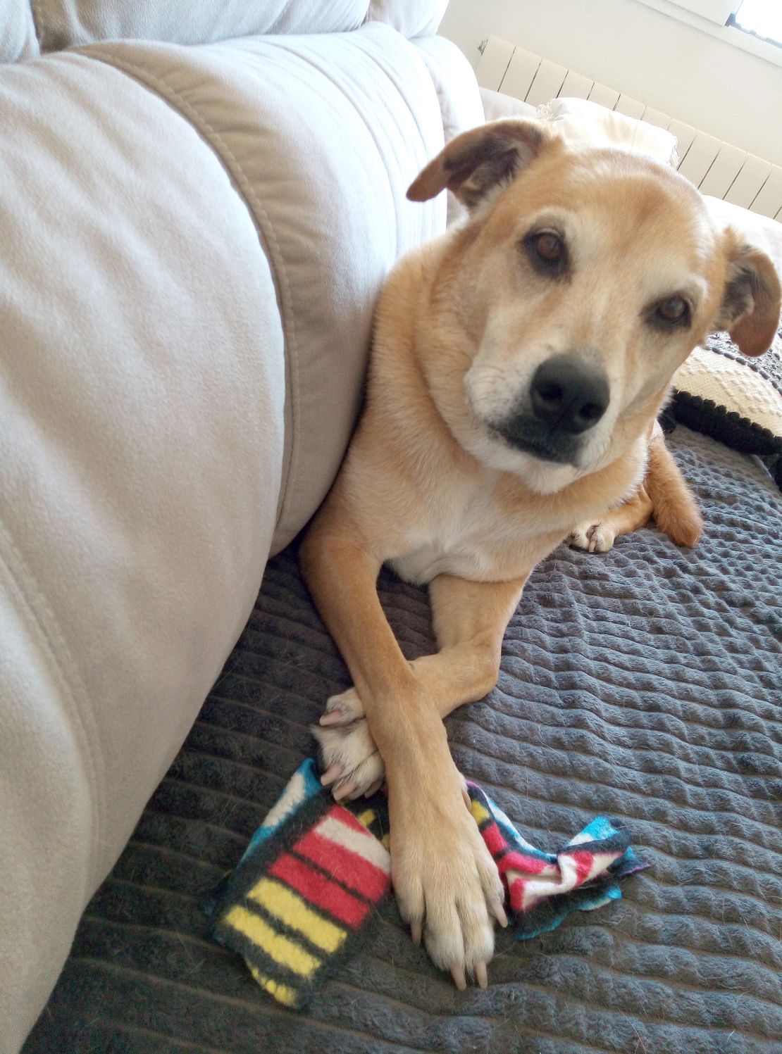 The Warners' brought their beloved dog Beau, pictured in 2002, along with them.