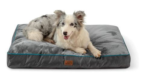 Amazon Pet Day: Save on all the pet essentials