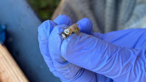 ‘Buzz me in:’ Bees wearing itty bitty QR codes reveal hive secrets