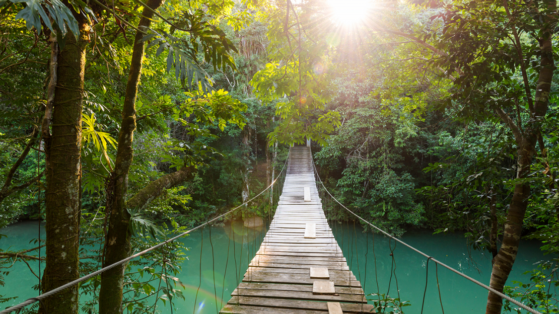 Belize Discovery footbridge over river in tranquil forest