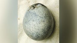The egg was discovered in Aylesbury, UK.
