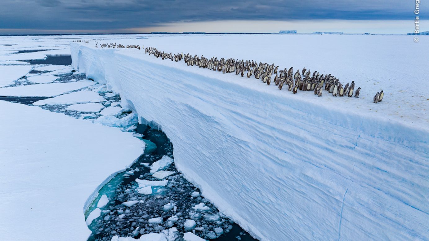 Emperor penguin chicks move along the edge of an ice shelf before their first swim in Atka Bay, Antarctica.