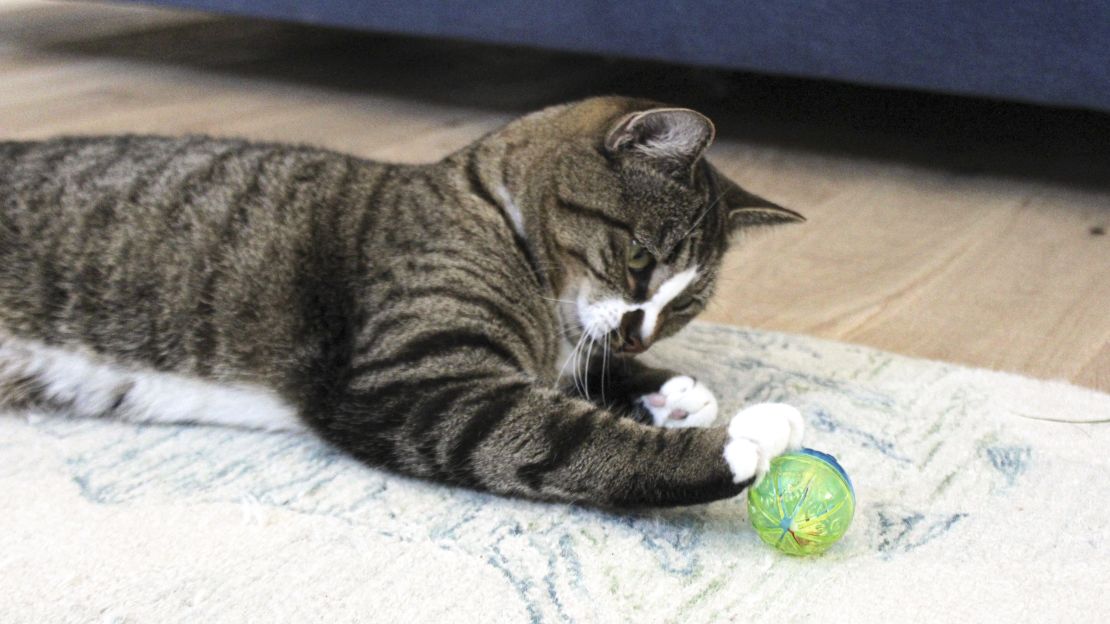 best-cat-toys-cnnu-12.jpg