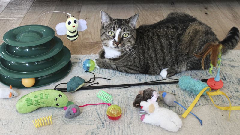 Most stimulating cat toys shops