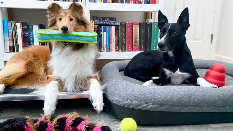 The 15 best dog beds of 2024 from elevated to chew proof CNN Underscored