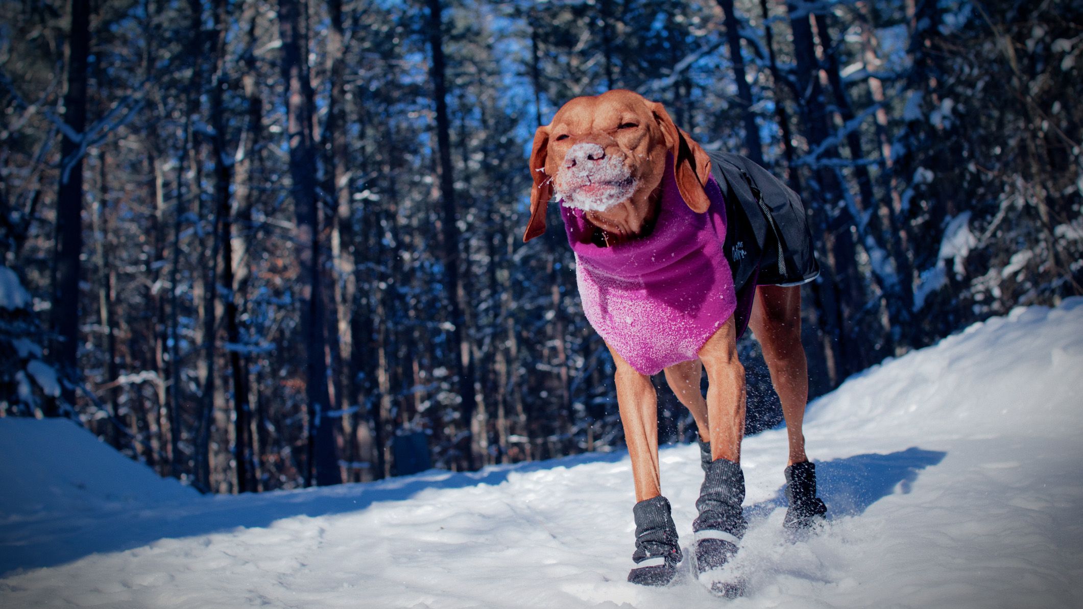 The best dog boots to protect your pet's paws 