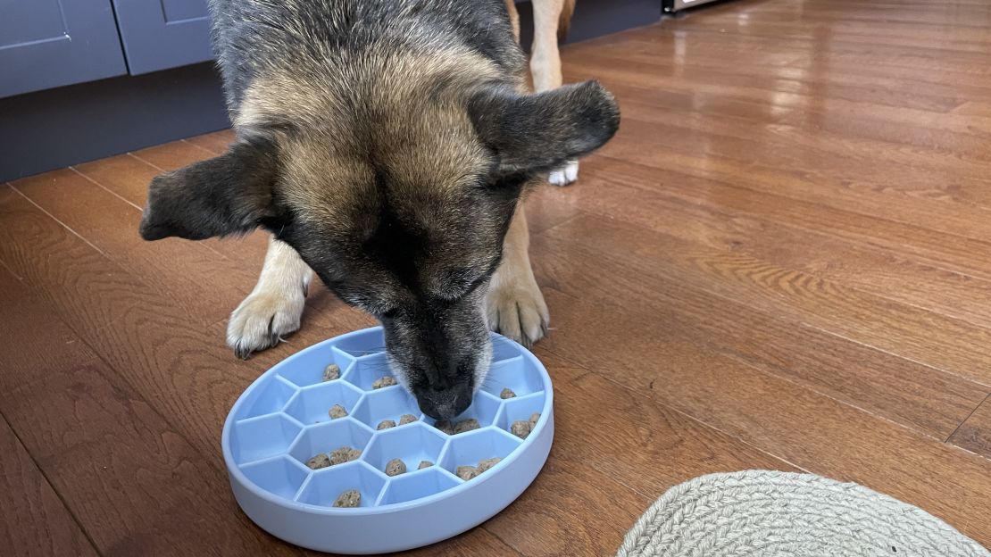 what is the best water bowl for dogs