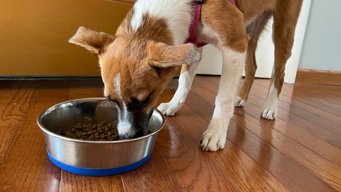 what is the best water bowl for dogs