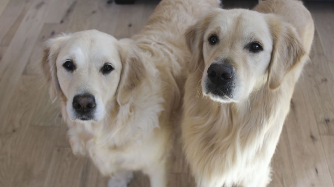 Two Golden Retrievers.