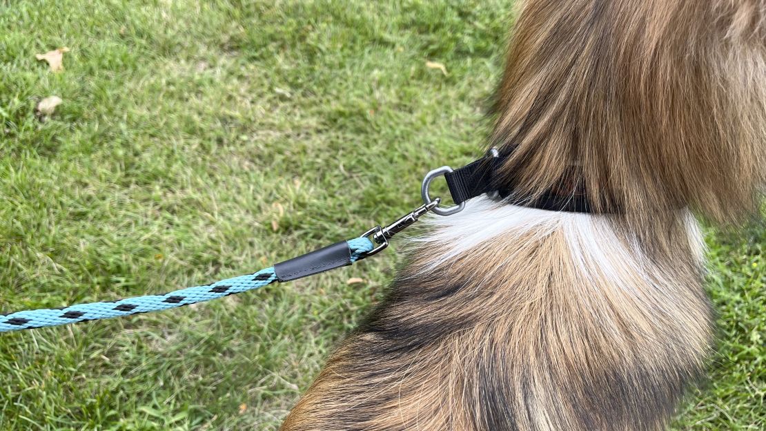 best-dog-leash-cnnu-1.jpg