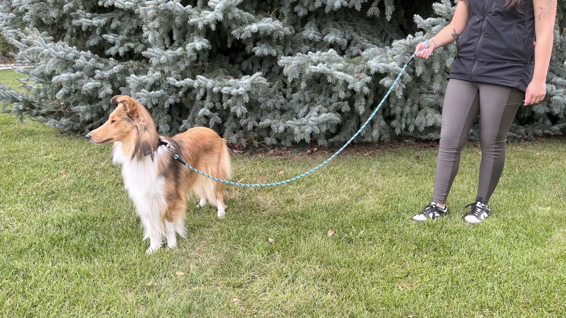 best-dog-leash-cnnu-3.jpg