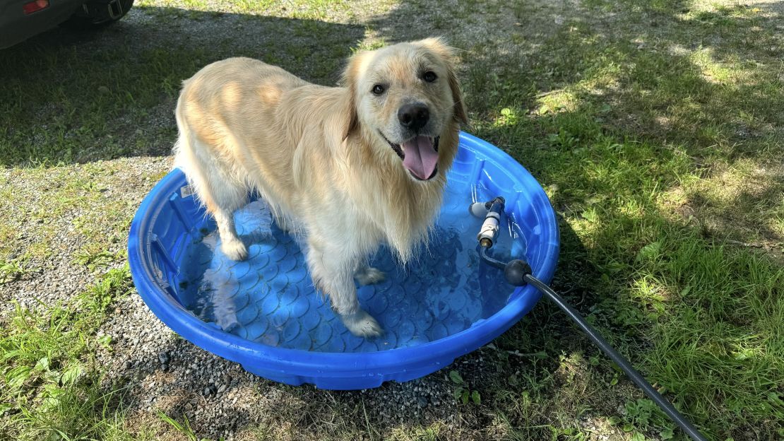 best-dog-pools-cnnu-1.jpeg