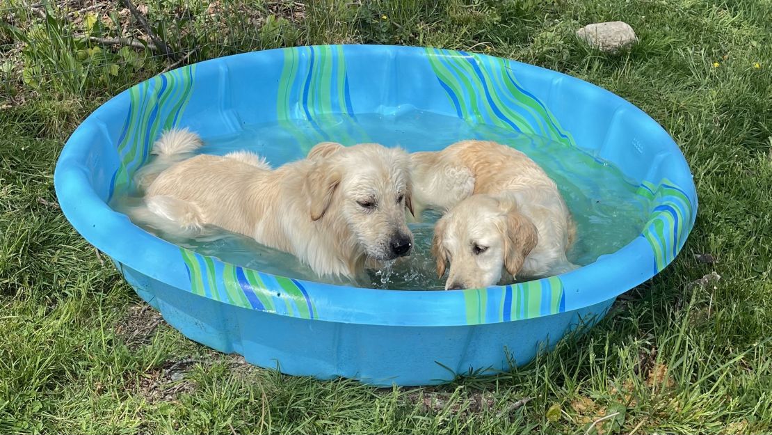 best-dog-pools-cnnu-2.jpeg