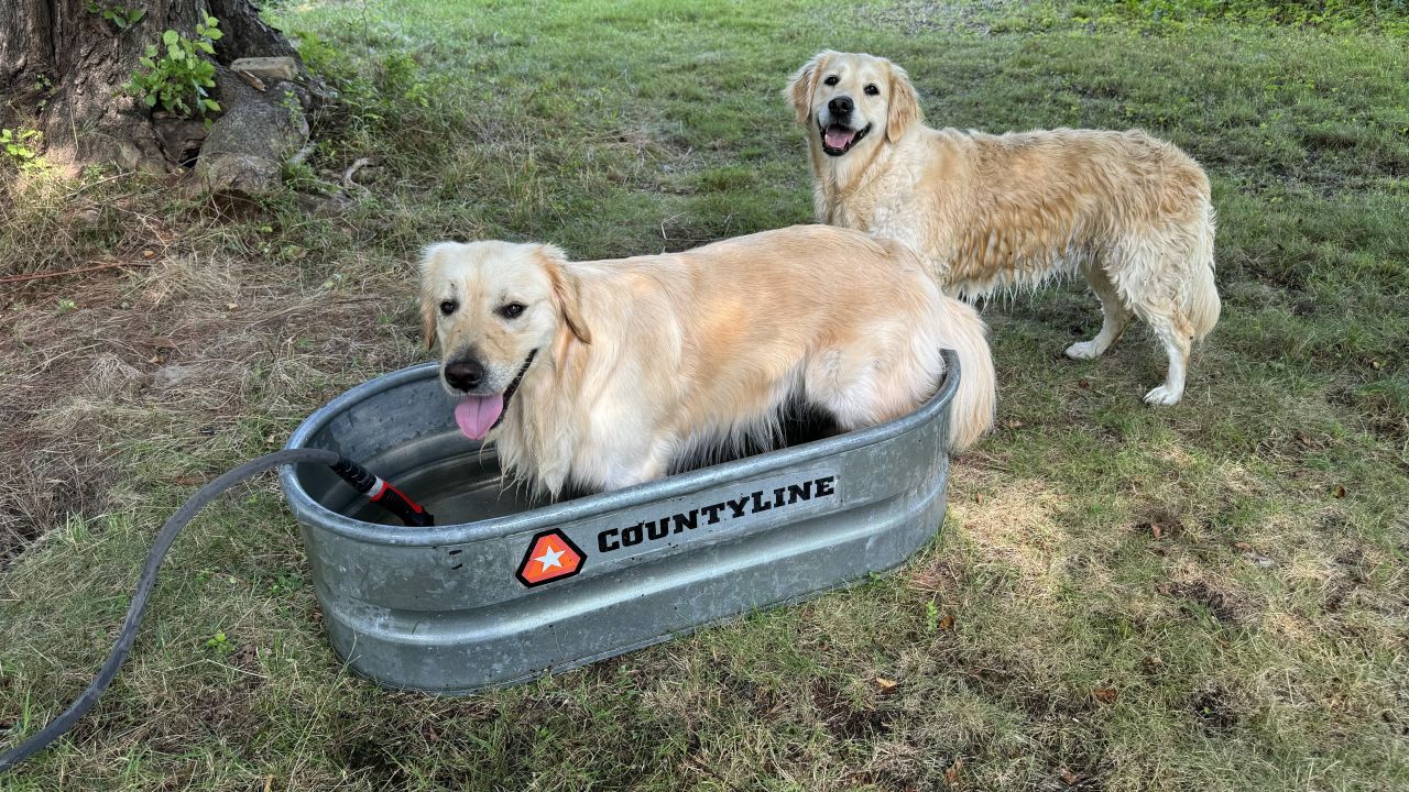 best-dog-pools-cnnu-3.jpeg