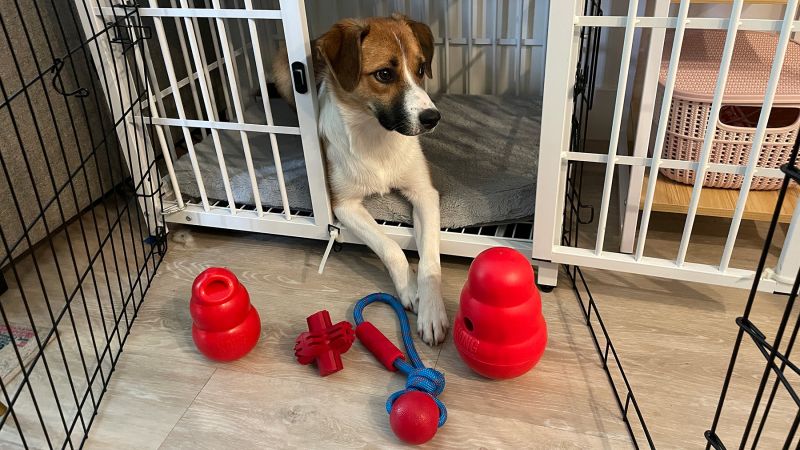 Best Kong dog toys according to our dogs CNN Underscored