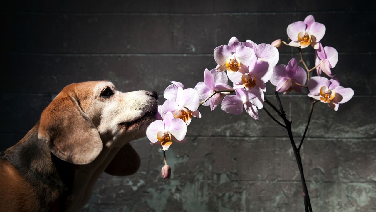 This orchid is considered safe for this curious dog.