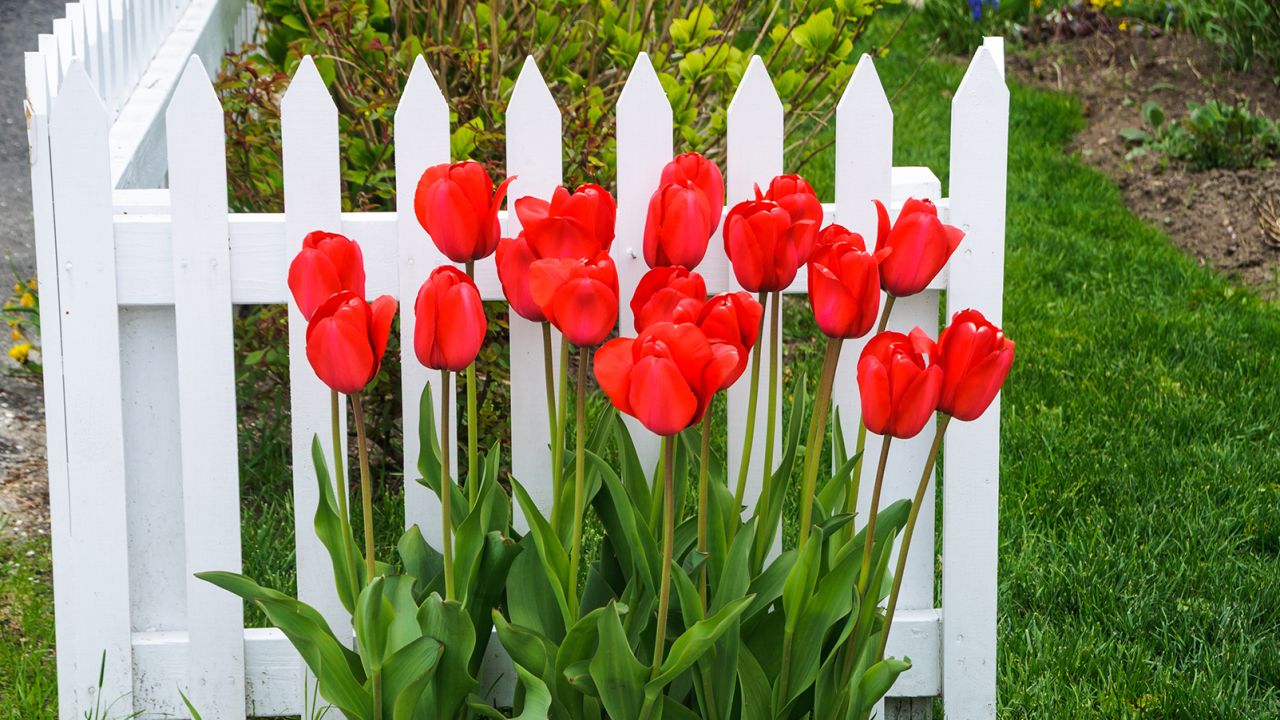 These tulips are pretty but considered unsafe for dogs, cats and horses.