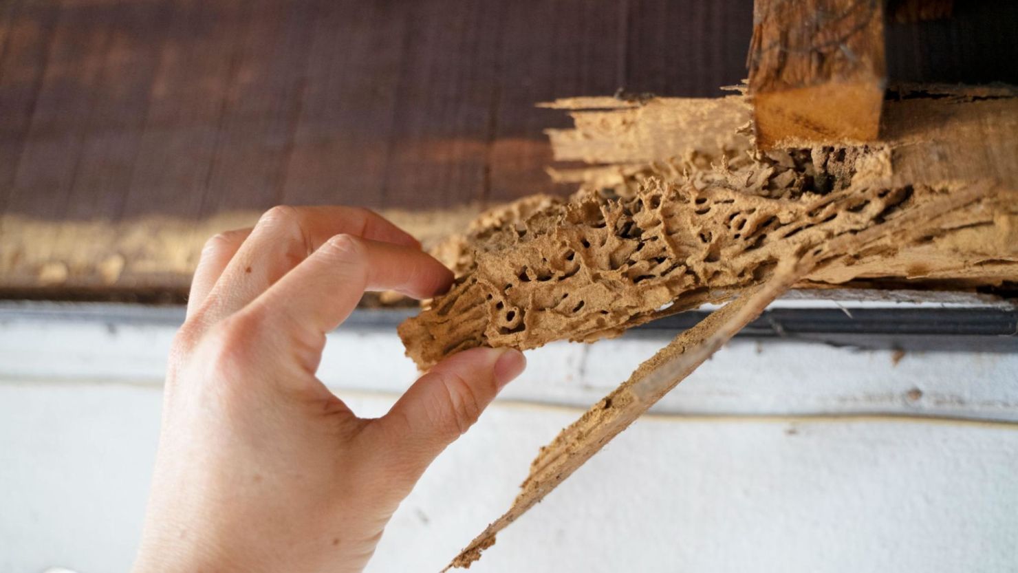 Exterminator inspects termite-infested wood.