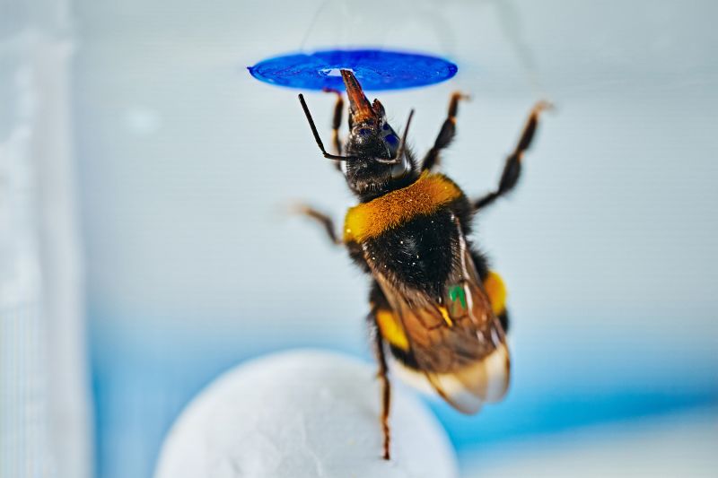 Bumblebees can solve problems spontaneously, experiment shows | CNN