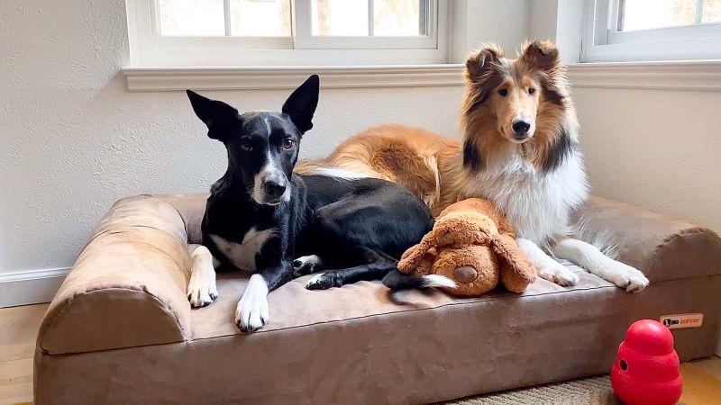 Big barker store dog bed coupon