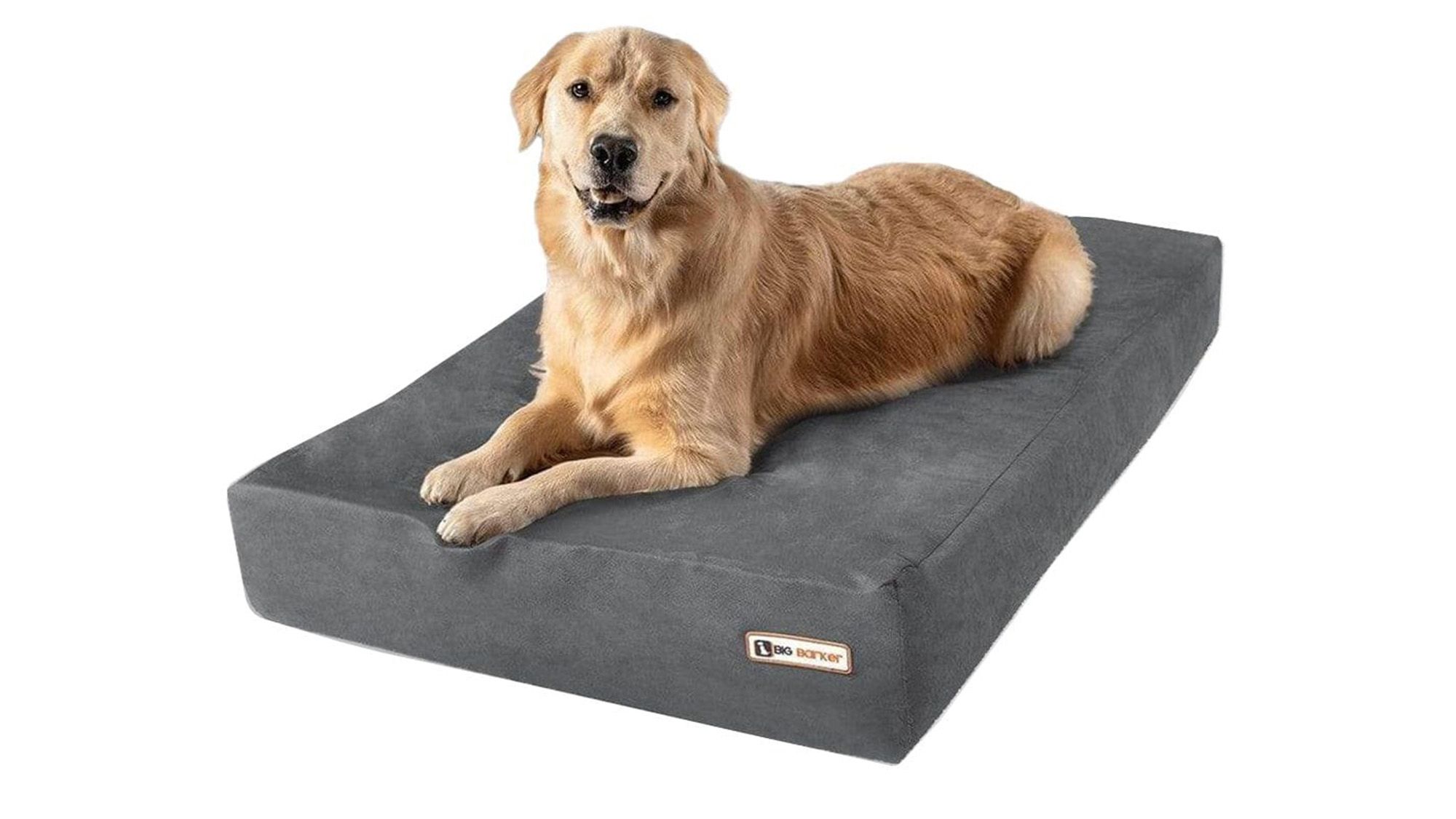 Signal Dog Beds, Modern Accessories