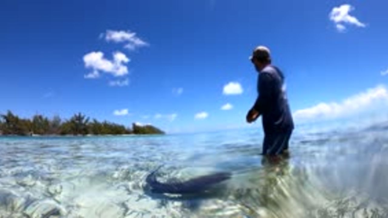 Matt Smukall with the Bimini Shark Lab shows students a nurse shark in the shallow waters off the coast of Bimini in the Bahamas.