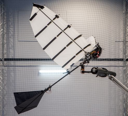 This wing-flapping robot, designed in 2022 at the Swiss Federal Institute of Technology Lausanne, is the first that can fly and perch on branches, according to its creators.