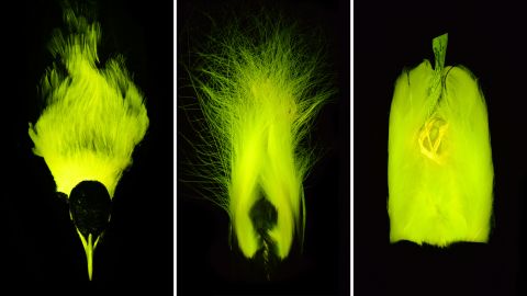 bioflourescence-SPLIT.jpg