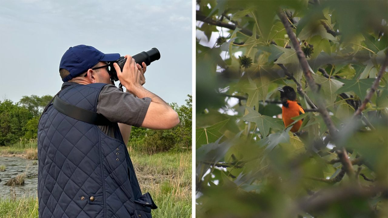 Having a photo as reference even after a bird flies away can confirm its ID. In this case, it's a Baltimore Oriole.