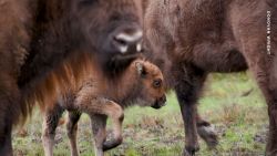 bison pic.jpg