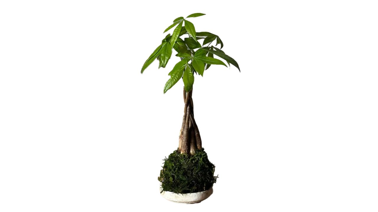 Bloomist Braided Money Tree Kokedama.jpg